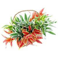 uploads/erp/collection/images/Home Garden/CongDing/XU0610617/img_b/XU0610617_img_b_5